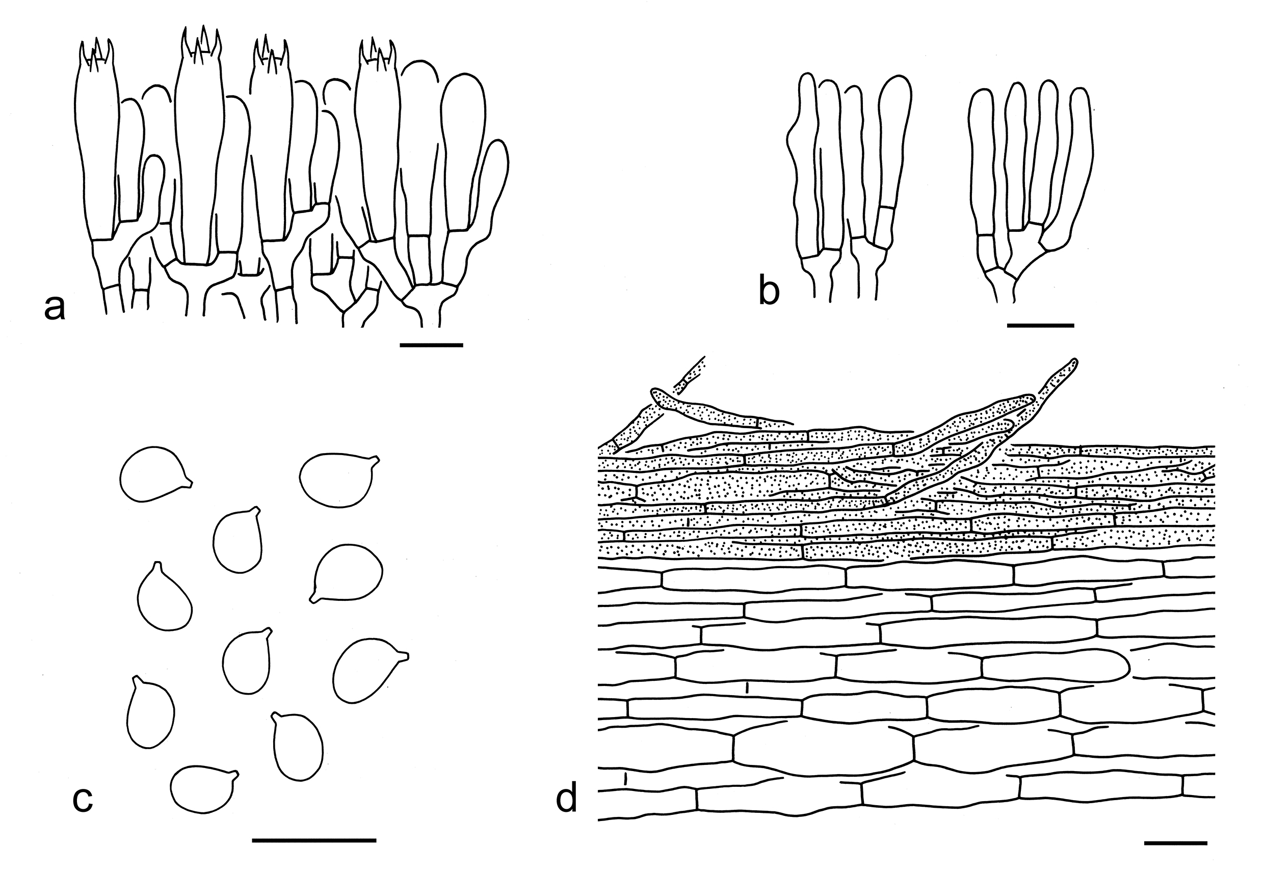 Figure 51